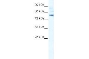 SMPDL3B antibody  (N-Term)