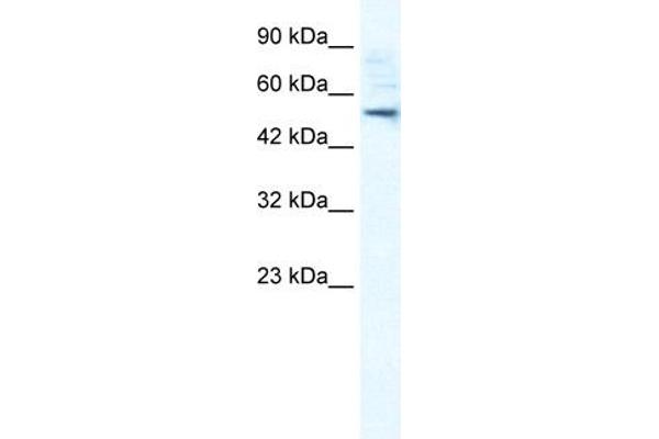 SMPDL3B antibody  (N-Term)