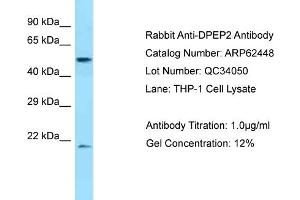 anti-Dipeptidase 2 (DPEP2) (C-Term) antibody