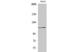 Western Blotting (WB) image for anti-Kinase Suppressor of Ras 1 (KSR1) (pSer392) antibody (ABIN3182489)