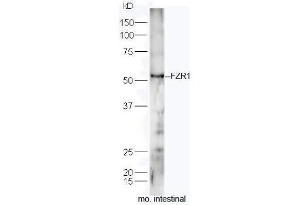 FZR1 antibody  (AA 141-240)
