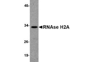 Western Blotting (WB) image for anti-Ribonuclease H2, Subunit A (RNASEH2A) (Middle Region) antibody (ABIN1031071)