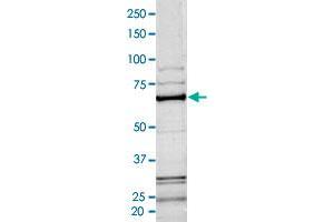 Image no. 1 for B-Raf proto-oncogene, serine/threonine kinase (BRAF) (AA 417-766) protein (His-GST) (ABIN5570017)