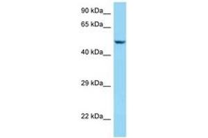 Sarcalumenin antibody  (AA 263-312)