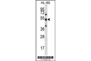 Image no. 1 for anti-Target of EGR1, Member 1 (Nuclear) (TOE1) (AA 90-117), (N-Term) antibody (ABIN656201)