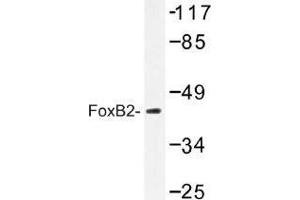 Image no. 1 for anti-Forkhead Box B2 (FOXB2) antibody (ABIN317907)