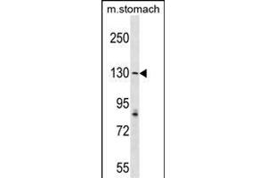AGTPBP1 Antibody (N-term) (ABIN1539302 and ABIN2849151) western blot analysis in mouse stomach tissue lysates (35 μg/lane).