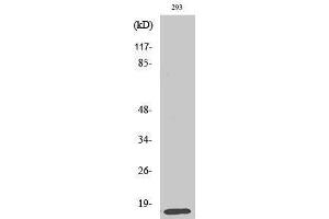 Image no. 1 for anti-Mitochondrial Ribosomal Protein L14 (MRPL14) (C-Term) antibody (ABIN3185644)