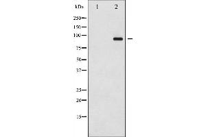 Image no. 2 for anti-Dynamin 1 (DNM1) (pSer774) antibody (ABIN6256419)