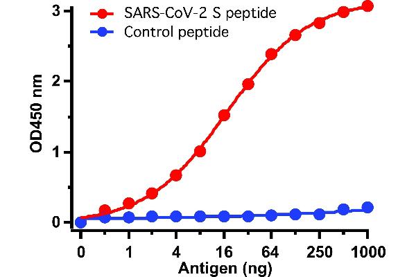 SARS-CoV-2 Spike antibody  (C-Term)