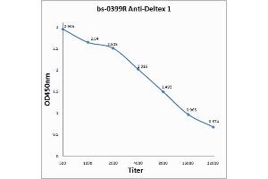 Image no. 1 for anti-E3 Ubiquitin-protein ligase DTX1 (DTX1) (AA 351-450) antibody (ABIN668125)