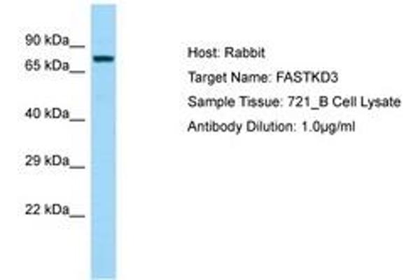 FASTKD3 Antikörper  (AA 74-123)