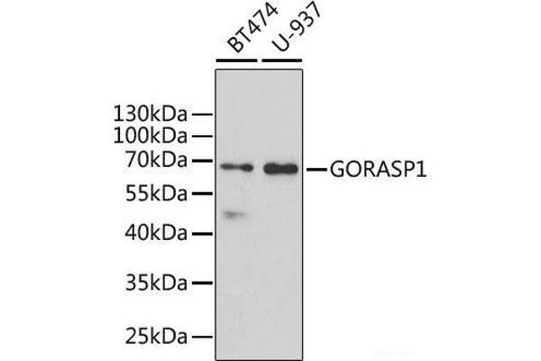 GORASP1 抗体