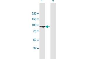 Western Blot analysis of DLG3 expression in transfected 293T cell line by DLG3 MaxPab polyclonal antibody.