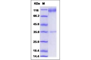 Image no. 1 for CD34 (CD34) (AA 1-291) protein (Fc Tag) (ABIN2009392)