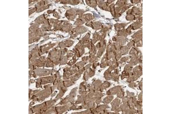 SORBS1 antibody