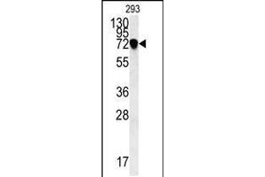 Image no. 1 for anti-Neuron-Derived Neurotrophic Factor (NDNF) (AA 80-109), (N-Term) antibody (ABIN5539206)