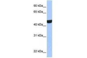 Image no. 1 for anti-Zinc Finger Protein 550 (ZNF550) (AA 130-179) antibody (ABIN6744477)