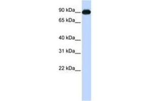 Image no. 1 for anti-Melanoma Inhibitory Activity Protein 2 (MIA2) (C-Term) antibody (ABIN6743463)