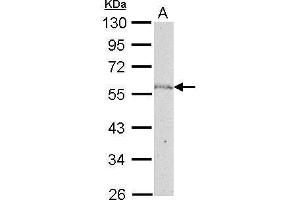 Image no. 1 for anti-Nucleoporin 50kDa (NUP50) (C-Term) antibody (ABIN2856374)