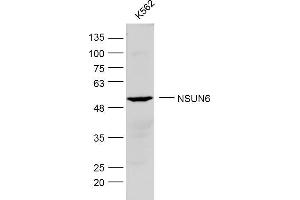 Image no. 2 for anti-NOP2/Sun Domain Family, Member 6 (NSUN6) (AA 51-150) antibody (ABIN2808292)