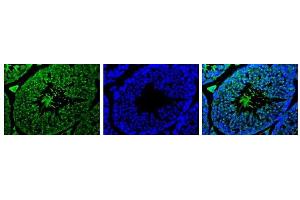 Image no. 5 for anti-Izumo Sperm-Egg Fusion 1 (IZUMO1) antibody (ABIN2452041)