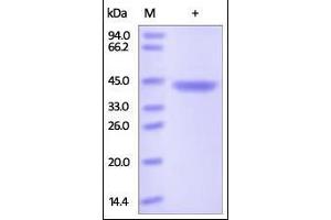 Human Chitinase 3-like 1, His Tag on SDS-PAGE under reducing (R) condition.