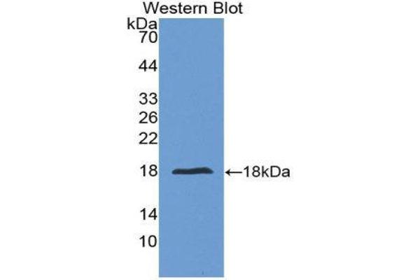 IL-24 antibody  (AA 51-206)