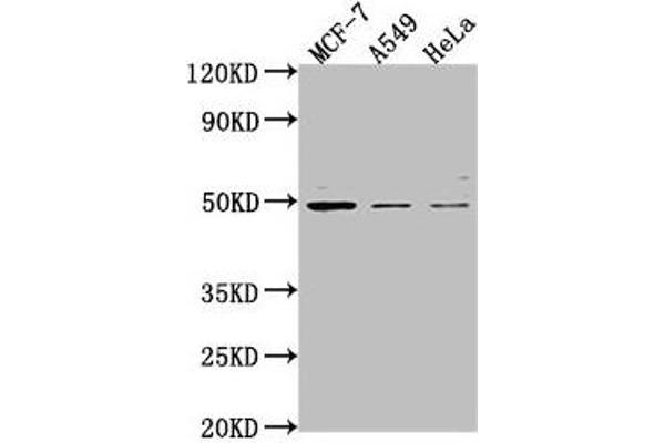 TSKU 抗体  (AA 77-353)