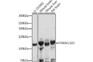 TMEM132D Antikörper  (AA 730-915)