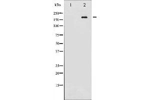 Image no. 2 for anti-Ret Proto-Oncogene (RET) (pTyr1062) antibody (ABIN6256615)