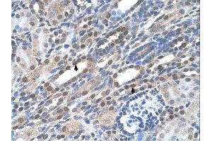Image no. 1 for anti-Nucleolar and Coiled-Body Phosphoprotein 1 (NOLC1) (C-Term) antibody (ABIN2782491)
