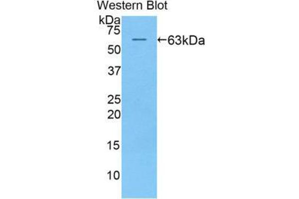 KIR2DL2 antibody  (AA 22-348)