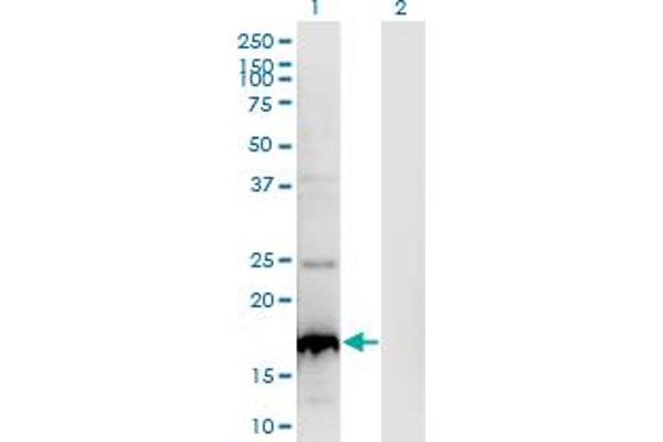 BLOC1S2 antibody  (AA 1-142)