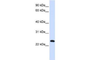 LAMP5 antibody  (Middle Region)