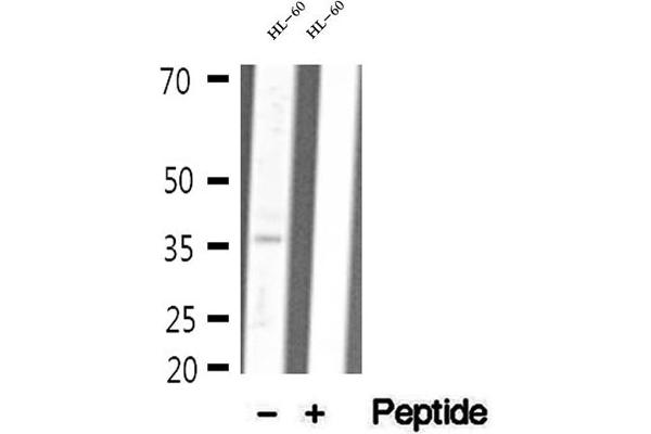 anti-Malate Dehydrogenase 1, NAD (Soluble) (MDH1) (C-Term) antibody
