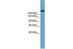 Image no. 1 for anti-ATP-Binding Cassette, Sub-Family A (ABC1), Member 12 (ABCA12) (AA 1979-2028) antibody (ABIN6743194)