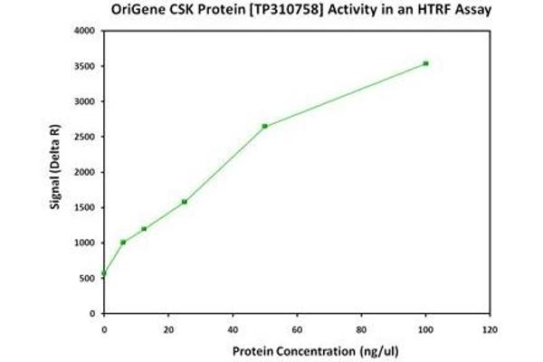 C-Src tyrosine Kinase (CSK) (Transcript Variant 1) (Active) protein (Myc-DYKDDDDK Tag)