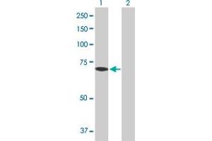 Western Blot analysis of COLEC12 expression in transfected 293T cell line by COLEC12 MaxPab polyclonal antibody.