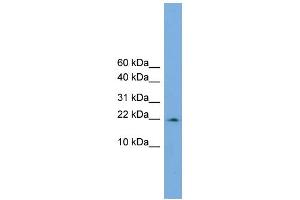 Image no. 2 for anti-Peptidylprolyl Isomerase (Cyclophilin)-Like 3 (PPIL3) (Middle Region) antibody (ABIN2784444)