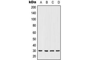 Image no. 1 for anti-Homeobox C12 (HOXC12) (Center) antibody (ABIN2706331)