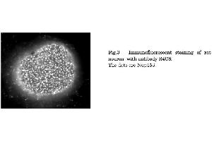 Immunofluorescence (IF) image for anti-Nucleoporin 153kDa (NUP153) (AA 610-1191) antibody (ABIN2452062)