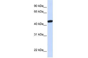 Image no. 1 for anti-KRR1, Small Subunit (SSU) Processome Component, Homolog (KRR1) (C-Term) antibody (ABIN633275)