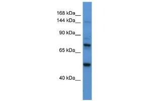 Image no. 1 for anti-Astrotactin 2 (ASTN2) (N-Term) antibody (ABIN2782800)