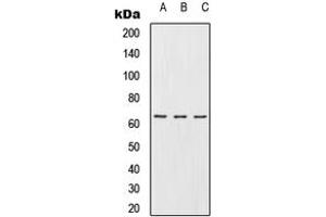 Image no. 1 for anti-URI1, Prefoldin-Like Chaperone (URI1) (C-Term) antibody (ABIN2705325)