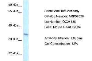 Image no. 1 for anti-TAF8 RNA Polymerase II, TATA Box Binding Protein (TBP)-Associated Factor, 43kDa (TAF8) (Middle Region) antibody (ABIN2774021)