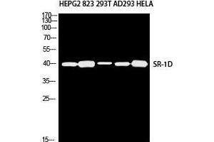 Image no. 2 for anti-Serotonin Receptor 1D (HTR1D) antibody (ABIN3181713)