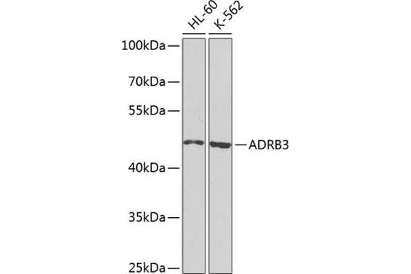 ADRB3 Antikörper  (AA 1-100)