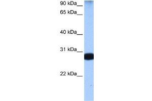 Image no. 1 for anti-Staufen Double-Stranded RNA Binding Protein 1 (STAU1) (N-Term) antibody (ABIN2778906)
