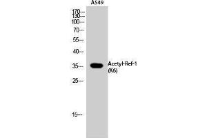 Image no. 1 for anti-Apurinic/Apyrimidinic Endonuclease 1 (APEX1) (acLys6) antibody (ABIN3181880)
